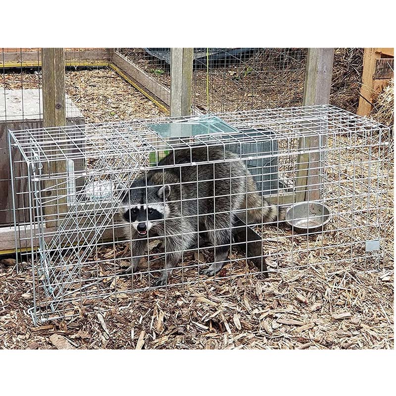 PestExpel® Live Catch, Rabbits, Squirrels, Mink, Feral Cat, Vermin, Animal Folding Cage Trap